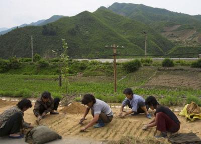 حدود نیمی از جمعیت کره شمالی با کمبود مواد غذایی روبرو هستند