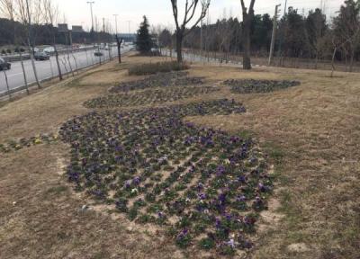 تزئین معابر ورودی جنوب تهران با فرش گل های بهاری