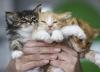 دانشمندان به زودی با فناوری ویرایش ژن CRISPR، گربه هایی خواهند ساخت که آلرژی برنمی انگیزند