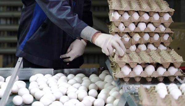 تخم مرغ غذای پرمصرف ایرانیان شد؟، تغییر ذائقه مردم پس از موج تازه گرانی ها